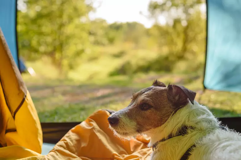 camping-with-dog
